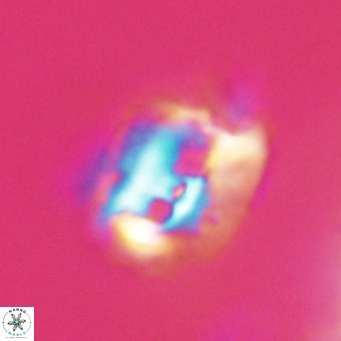 Helicosphaerella recta VR 32732