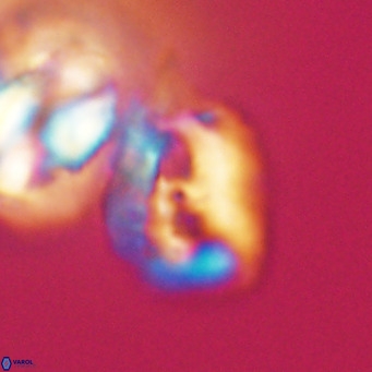 Helicosphaerella recta VR 32746