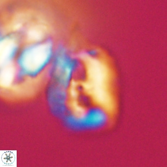 Helicosphaerella recta VR 32746