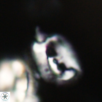 Helicosphaerella recta VR 32748