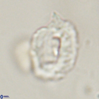 Helicosphaerella recta VR 32741
