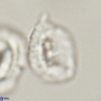 Helicosphaerella recta VR 32757