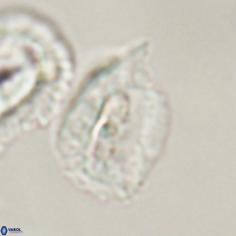 Helicosphaerella recta VR 32758