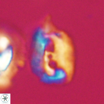 Helicosphaerella recta VR 32753