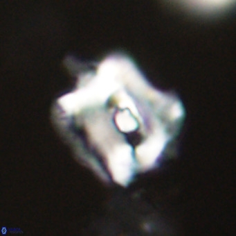 Helicosphaerella robinsoniae VR 33114