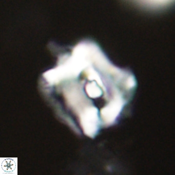 Helicosphaerella robinsoniae VR 33114