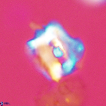 Helicosphaerella robinsoniae VR 33115