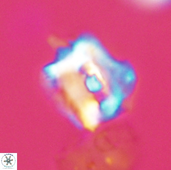Helicosphaerella robinsoniae VR 33115
