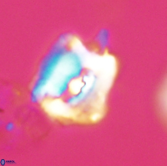 Helicosphaerella robinsoniae VR 33116