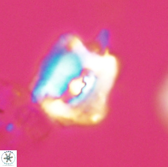 Helicosphaerella robinsoniae VR 33116