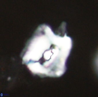 Helicosphaerella robinsoniae VR 33117