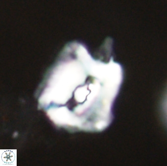 Helicosphaerella robinsoniae VR 33117
