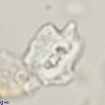 Helicosphaerella robinsoniae VR 33119