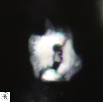Helicosphaerella robinsoniae VR 33112