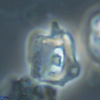 Helicosphaerella robinsoniae VR 33124