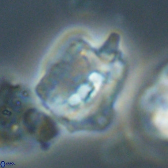 Helicosphaerella robinsoniae VR 33125