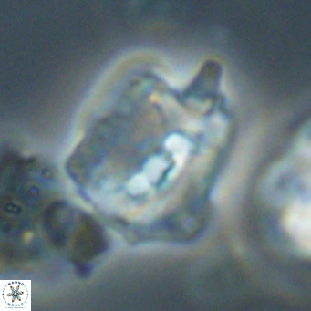 Helicosphaerella robinsoniae VR 33125