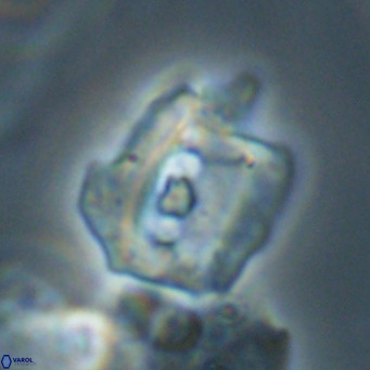 Helicosphaerella robinsoniae VR 33126