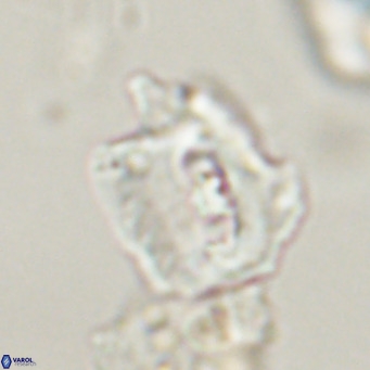 Helicosphaerella robinsoniae VR 33121