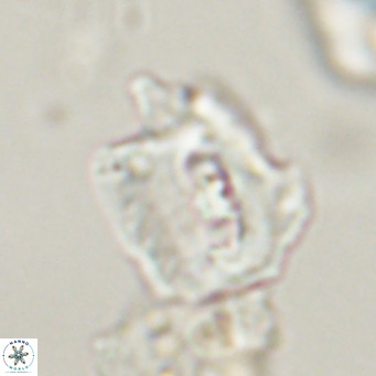 Helicosphaerella robinsoniae VR 33121
