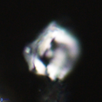 Helicosphaerella robinsoniae VR 33136
