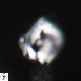 Helicosphaerella robinsoniae VR 33136