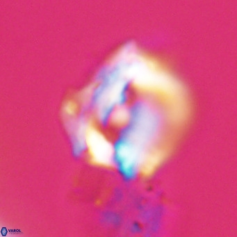 Helicosphaerella robinsoniae VR 33137