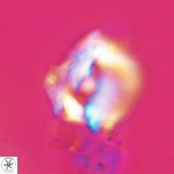 Helicosphaerella robinsoniae VR 33137