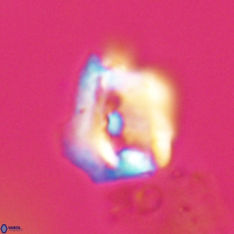 Helicosphaerella robinsoniae VR 33138