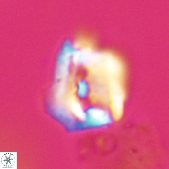 Helicosphaerella robinsoniae VR 33138