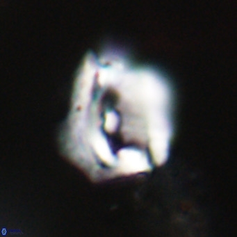 Helicosphaerella robinsoniae VR 33139