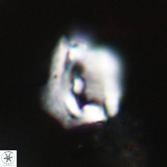 Helicosphaerella robinsoniae VR 33139