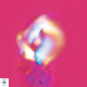 Helicosphaerella robinsoniae VR 33140