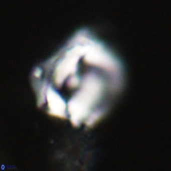 Helicosphaerella robinsoniae VR 33141
