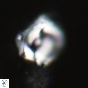Helicosphaerella robinsoniae VR 33141