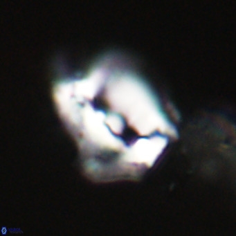 Helicosphaerella robinsoniae VR 33142