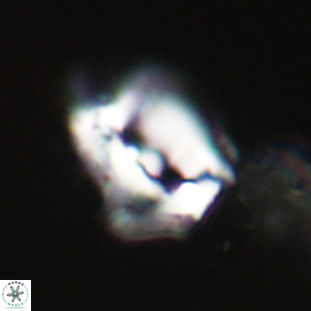 Helicosphaerella robinsoniae VR 33142