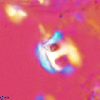 Helicosphaerella truncata VR 028578