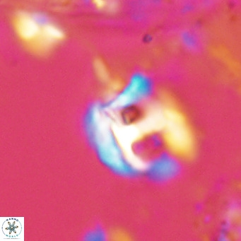 Helicosphaerella truncata VR 028578