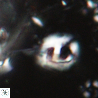 Helicosphaerella truncata VR 028580