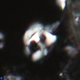 Helicosphaerella truncata VR 028584