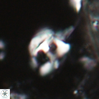 Helicosphaerella truncata VR 028584