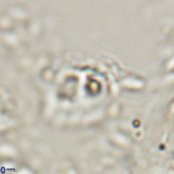Helicosphaerella truncata VR 028589