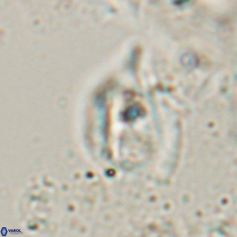 Helicosphaerella truncata VR 028592