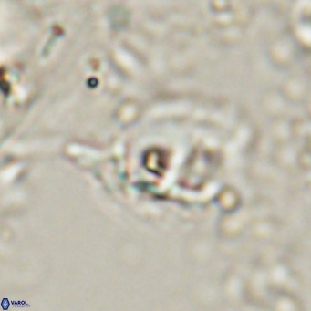 Helicosphaerella truncata VR 028595
