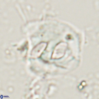 Helicosphaerella truncata VR 028645