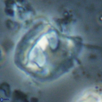 Helicosphaerella truncata VR 028649