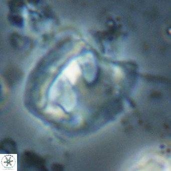 Helicosphaerella truncata VR 028649