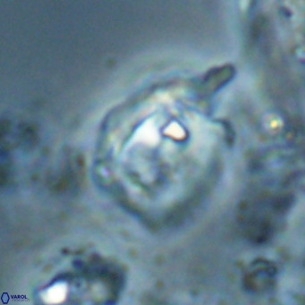Helicosphaerella truncata VR 028600