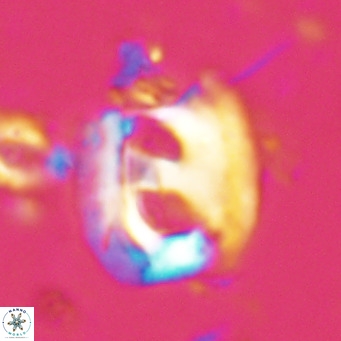 Helicosphaerella truncata VR 028631